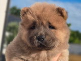4 chiots Chow Chow LOF à réserver