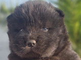 4 chiots Chow Chow LOF à réserver