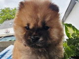 4 chiots Chow Chow LOF à réserver
