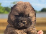 4 chiots Chow Chow LOF à réserver