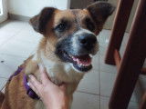 Cila, adorable croisée berger à adopter