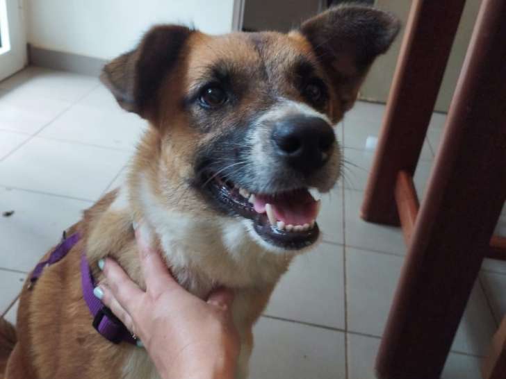 Cila, adorable croisée berger à adopter