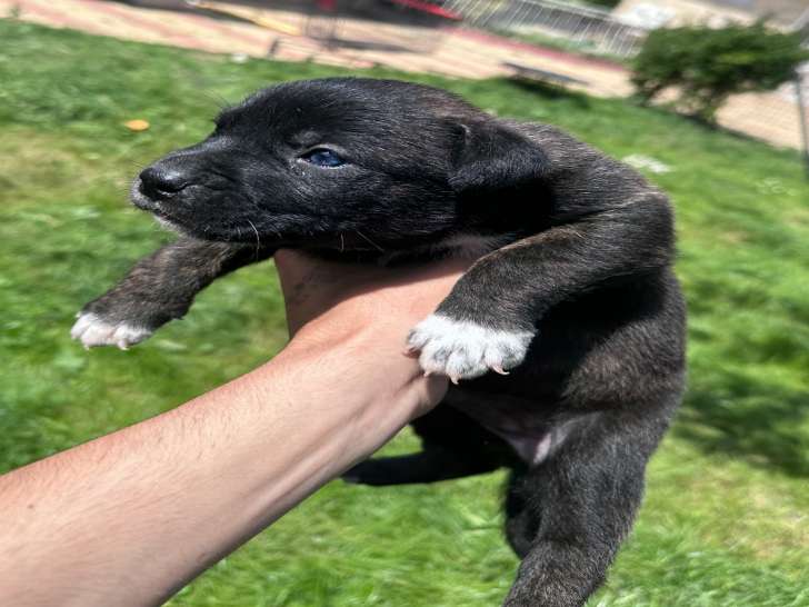 Chiots Berger Hollandais à vendre