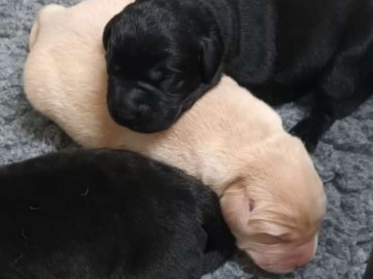 2 chiots Labrador Retriever couleur sable à réserver (LOF)