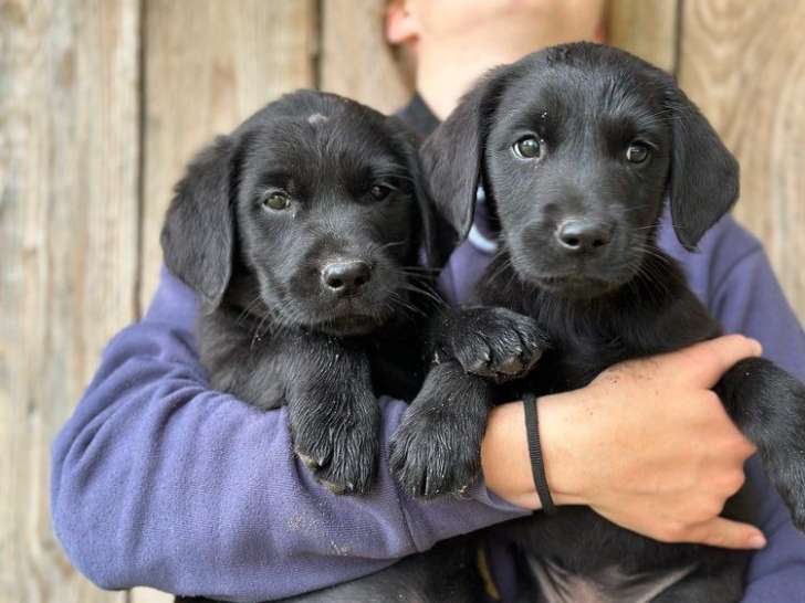 À acheter 7 chiots Labrador Retrievers (LOF)