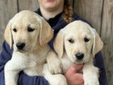 À acheter 7 chiots Labrador Retrievers (LOF)