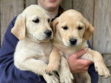 À acheter 7 chiots Labrador Retrievers (LOF)