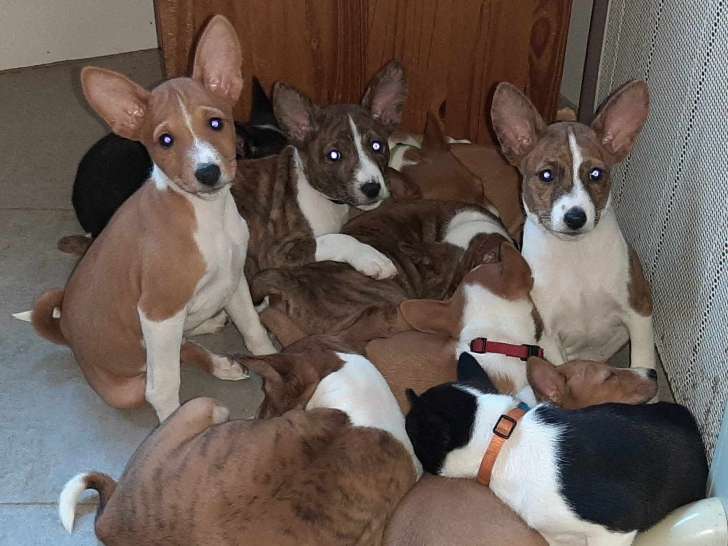 Chiots Basenjis à pré-réserver pour fin 2025