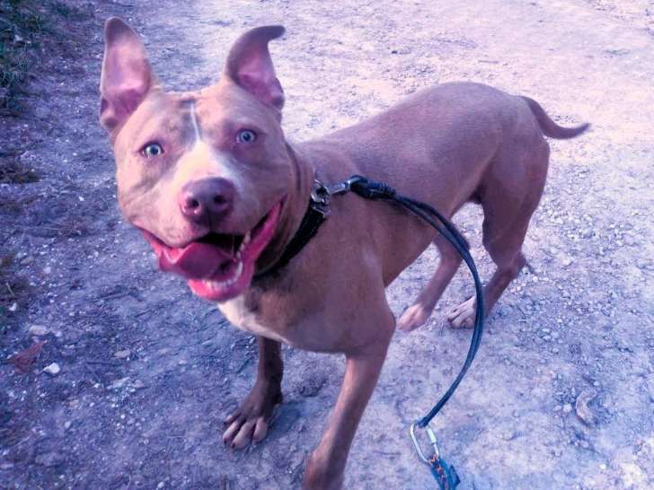 LOKA