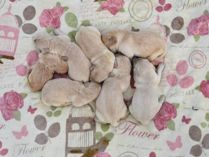7 chiots Bouledogues Français LOF à acheter