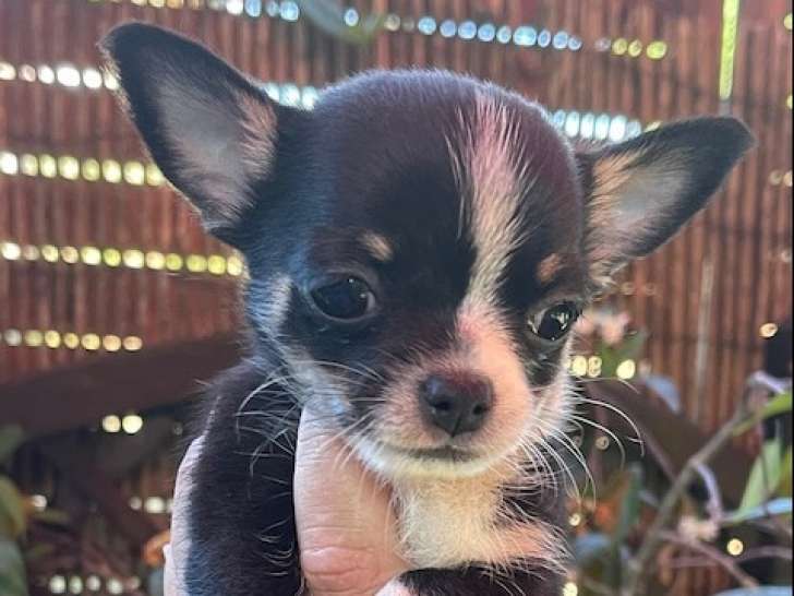 Chiots Chihuahua mâles