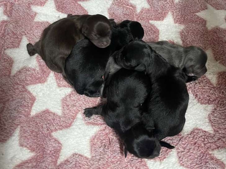 Chiots chihuahua mâles et femelles
