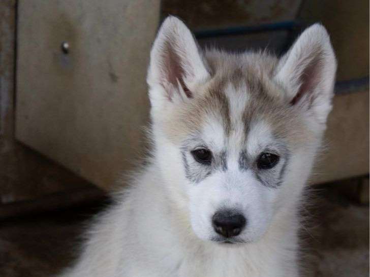 À vendre 2 chiots femelles Huskys Sibériens LOF)