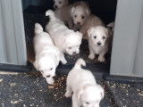 Chiots de type Bichon Maltais à vendre (4 femelles & 3 mâles)