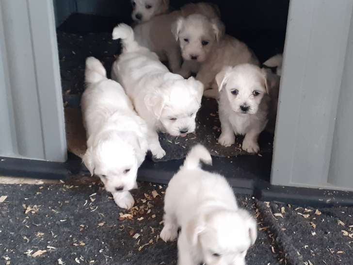 Chiots de type Bichon Maltais à vendre (4 femelles & 3 mâles)