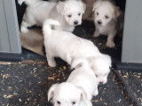 Chiots de type Bichon Maltais à vendre (4 femelles & 3 mâles)