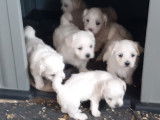 Chiots de type Bichon Maltais à vendre (4 femelles & 3 mâles)