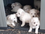 Chiots de type Bichon Maltais à vendre (4 femelles & 3 mâles)