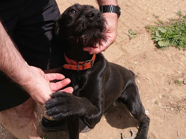 Chien adulte de race Drahthaar à vendre