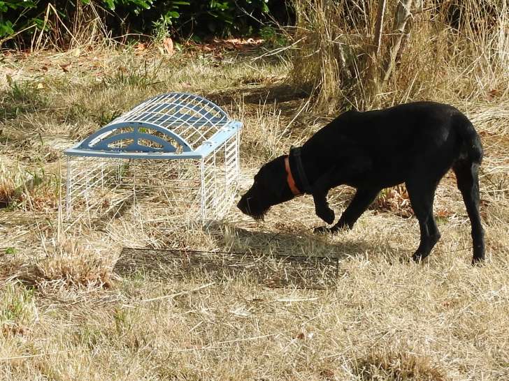 Très jeune chienne Drahthaar LOF