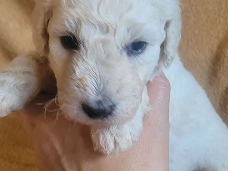Magnifiques chiots Grand Caniche Royal à vendre
