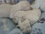 Magnifique grand caniche royal