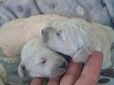 Magnifique grand caniche royal