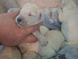Magnifique grand caniche royal
