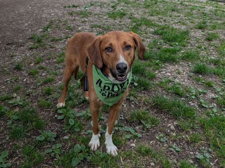Bronte, chien Vizsla à adopter
