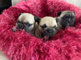 À réserver 3 chiots femelles Bouledogues Français (LOF)