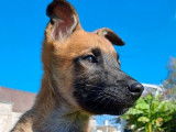6 chiots Bergers Belges Malinois LOF à réserver