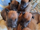 6 chiots Bergers Belges Malinois LOF à réserver