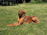 Mâle Rhodesian Ridgeback disponible pour saillie
