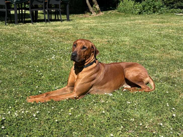 Mâle Rhodesian Ridgeback disponible pour saillie