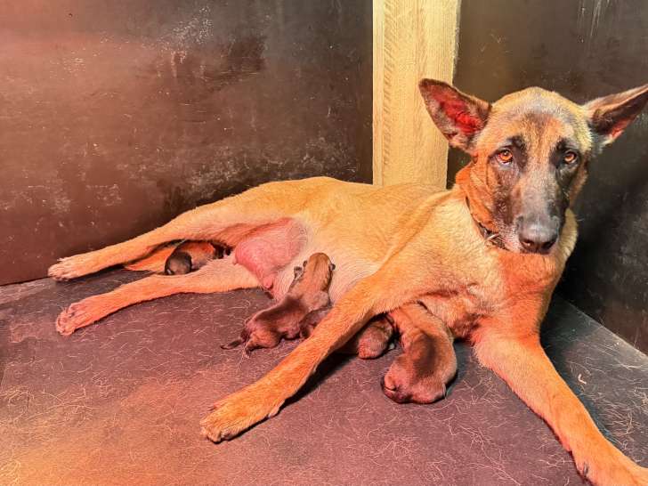 Magnifiques chiots Malinois charbonnés avec pedigree à vendre
