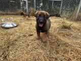 Magnifiques chiots Malinois charbonnés avec pedigree à vendre