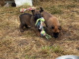 Magnifiques chiots Malinois charbonnés avec pedigree à vendre