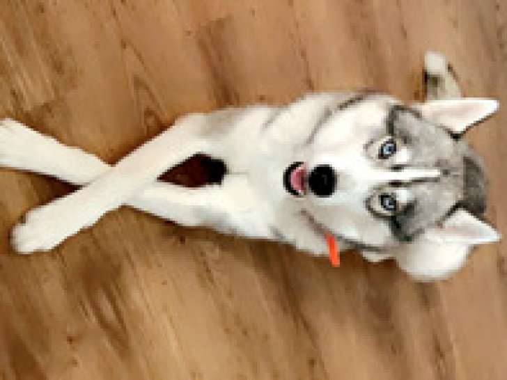 Mâle Husky de Sibérie disponible pour saillie
