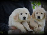 Chiots Golden Retriever à vendre
