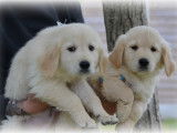Chiots Golden Retriever à vendre