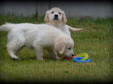 Chiots Golden Retriever à vendre