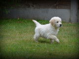 Chiots Golden Retriever à vendre