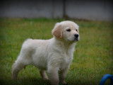 Chiots Golden Retriever à vendre