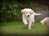 Chiots Golden Retriever à vendre