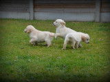 Chiots Golden Retriever à vendre