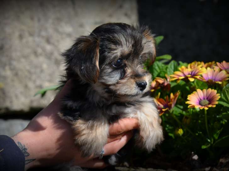 Chiots Morkie à vendre