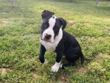 Un chiot mâle American Staffordshire Terrier noir marqué de blanc à acheter (LOF)