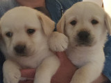 10 chiots labradors