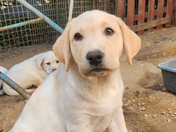 10 chiots labradors