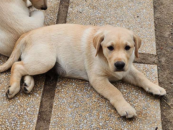 10 chiots labradors